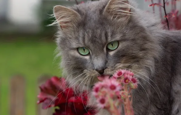 Кошка, кот, цветы, мордочка