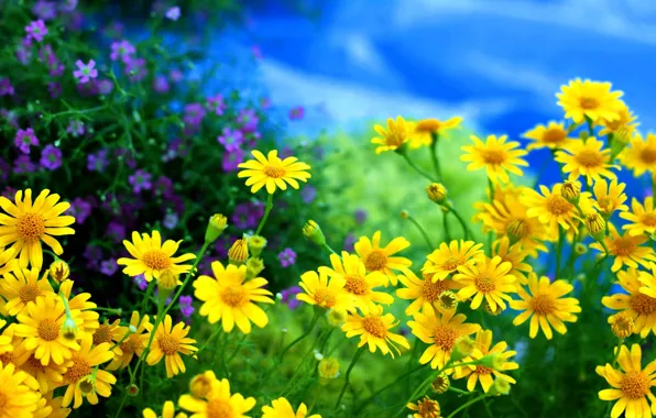 Цветы, ромашки, полевые, жёлтые