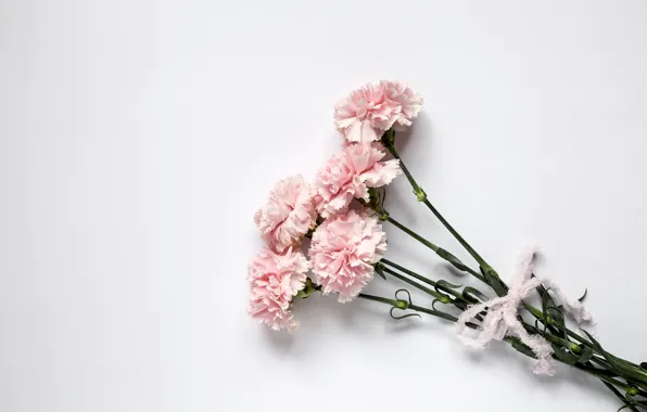 Цветы, розовые, wood, pink, гвоздика, flowers