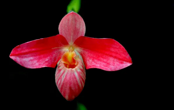 Цветы, природа, фон, лепестки