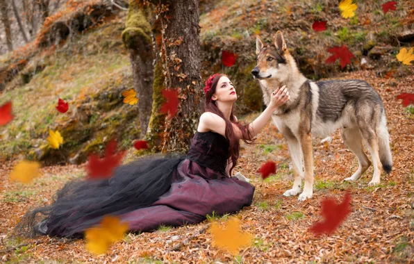 Картинка девушка, природа, волк