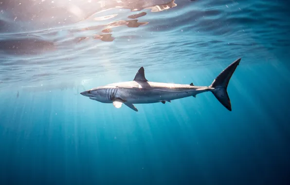 Speed, shark, diving, sun rays, teeth