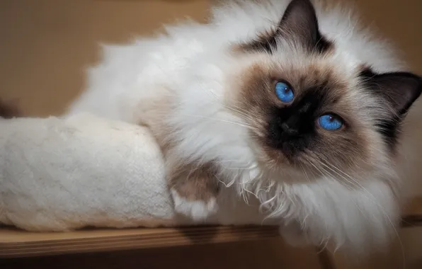 Кошка, кот, взгляд, морда, поза, портрет, лежит, красотка