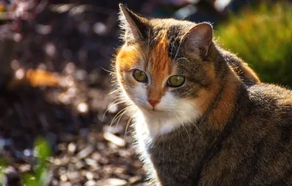 Картинка кошка, взгляд, морда, фон, портрет, рыжая, боке, пятнистая