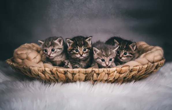 Кошка, взгляд, котенок, серый, малыш, котята, мех, серый фон