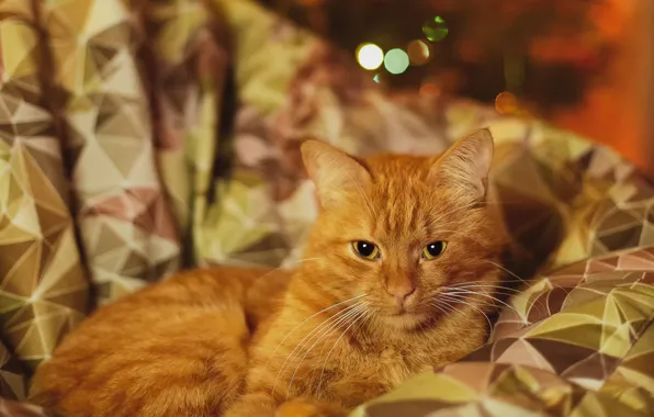 Кошка, кот, рыжий, гирлянды, боке