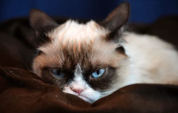 Котик, ненависть, злой взгляд, серо-голубые глаза