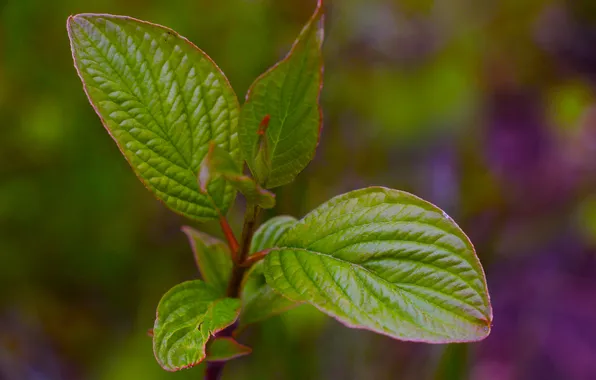 Spring, leaf, plant