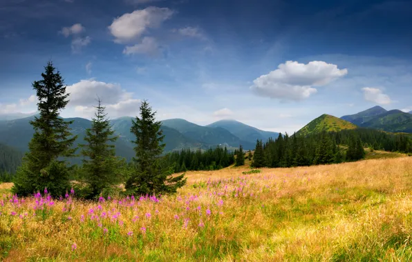 Картинка поле, небо, трава, облака, деревья, цветы, горы, природа