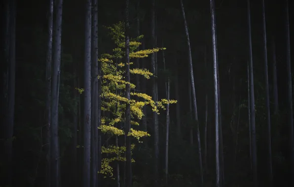 Картинка осень, лес, деревья, природа, дерево, листва, Япония, Гинкго