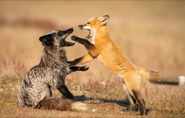 Животные, игра, play, лисы, двое, animals, two, foxes