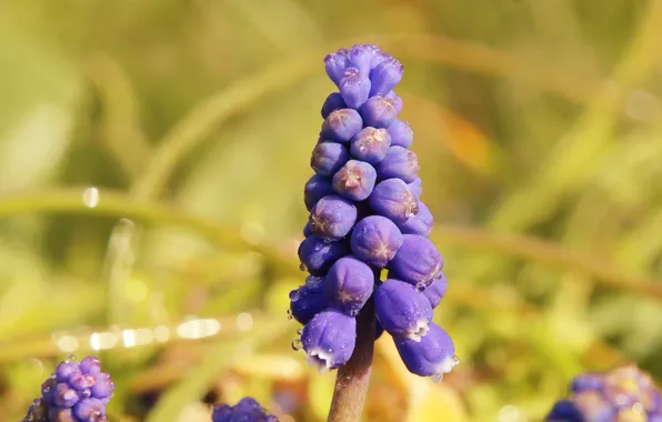 Flower, blue, spring, grape hyacinths