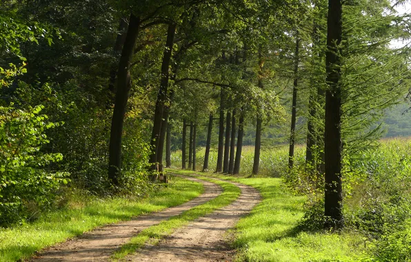 Картинка лес, деревья, пейзаж, природа, растения, forest, trees, landscape