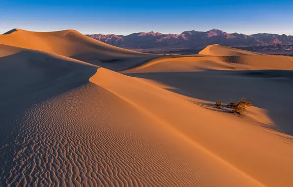 Desert, sand, death valley, mesquite dunes