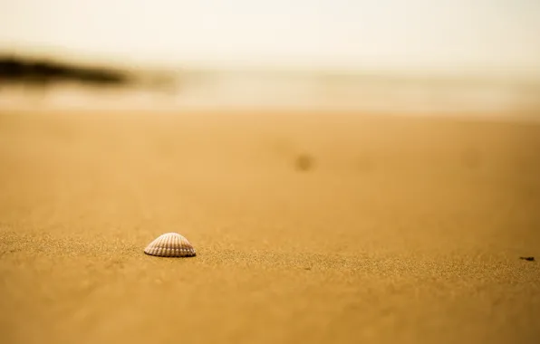 Картинка песок, пляж, ракушка, боке
