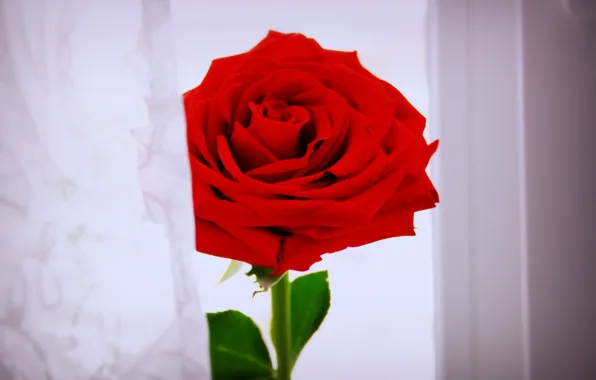 Цветок, красное, green, белое, роза, red, rose, white