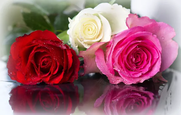 Капли, розы, белая, красная, flowers, roses