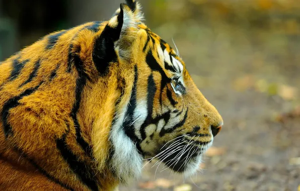 Картинка морда, тигр, профиль, смотрит