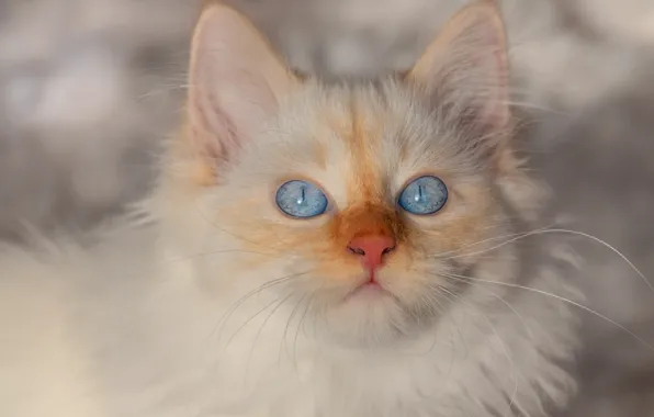 Зима, кошка, белый, взгляд, снег, котенок, фон, портрет