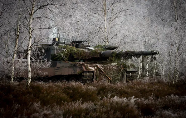 Картинка лес, трава, деревья, танк, маскировка, боевой, Leopard 2A6M