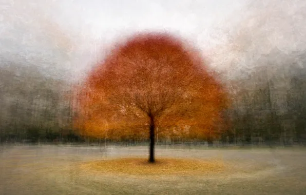 Картинка осень, природа, дерево