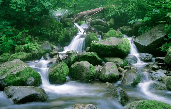 Картинка лес, вода, природа, ручей, камни, дерево, водопад, мох
