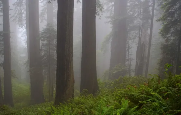 Картинка лес, деревья, природа, туман, Калифорния, USA, США, California