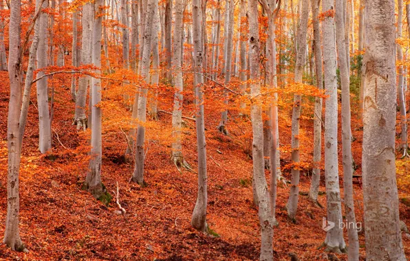 Картинка осень, листья, деревья, склон, Испания, осина, Сарагоса, природный парк Дехеса де Монкайо