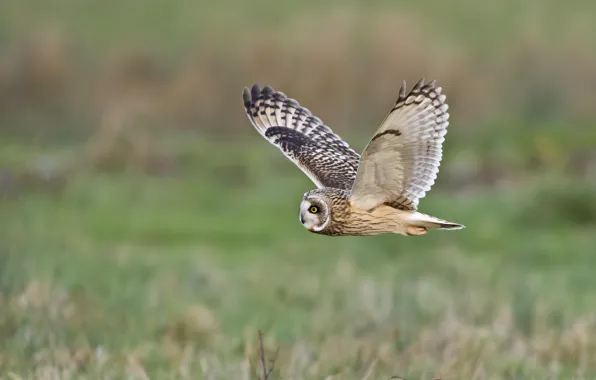 Поле, полет, сова, крылья