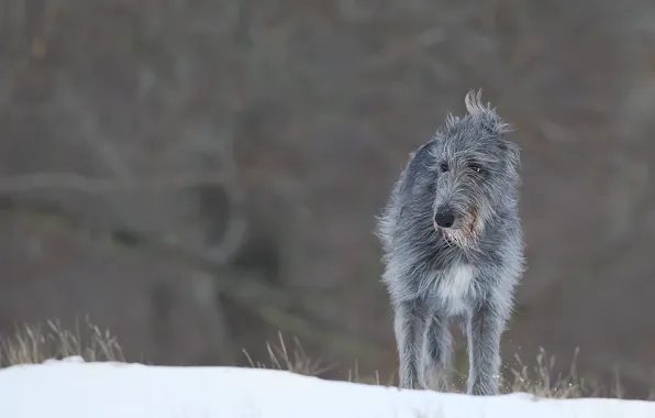 Грусть, глаза, снег, eyes, snow, sadness, varghund