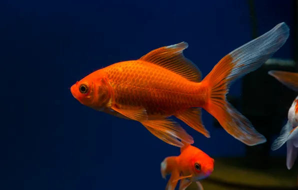 Red, Aquarius, comet goldfish