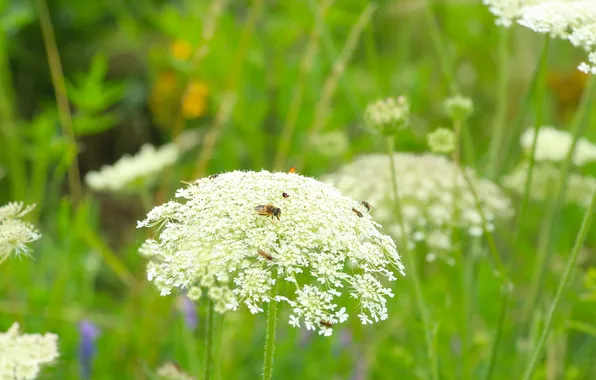 White, flower, meadow