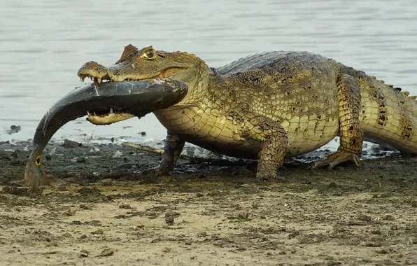 Картинка fish, reptiles, crocodiles, animal themes, animal wildlife, gray crocodile