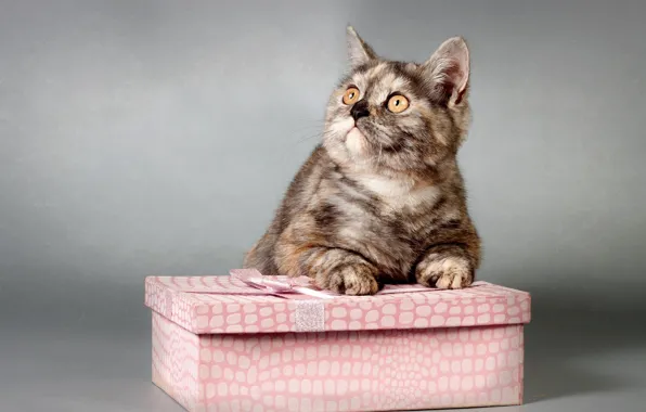 Кот, котик, котёнок, киса