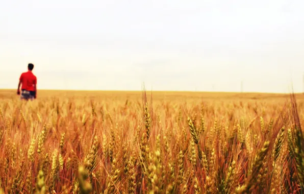 Картинка пшеница, поле, белый, листья, вода, капли, макро, зеленый