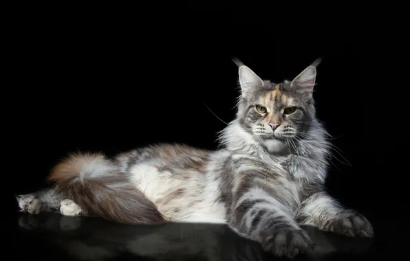 Картинка кот, взгляд, лапы, чёрный фон, Мейн-кун, Наталья Ляйс