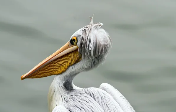 Картинка природа, птица, pelican