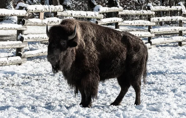 Nature, big, snow, animal, bison