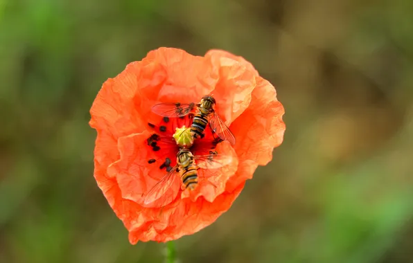 Red, flower, poppy