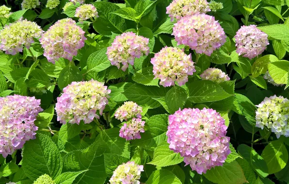 Картинка цветение, flowers, гортензия, hydrangea