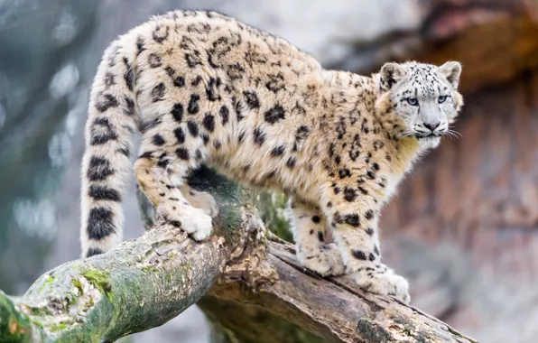 Кошки, дерево, ствол, снежный барс, барс, дикие кошки, зоопарк, подросток