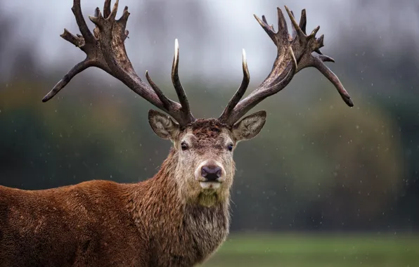 Картинка взгляд, олень, рога, красавец