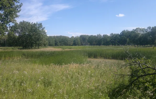 Лес, тишина, Лето