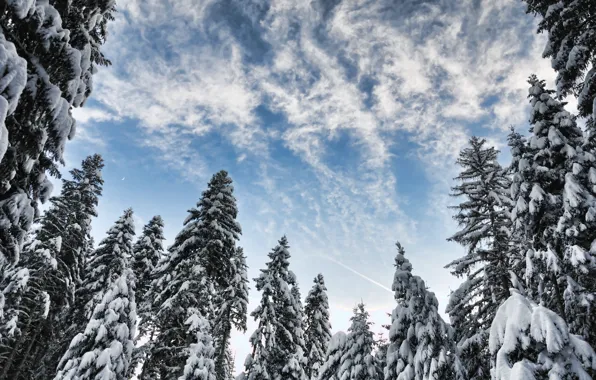 Зима, снег, деревья, пейзаж, зимний, елки, forest, landscape