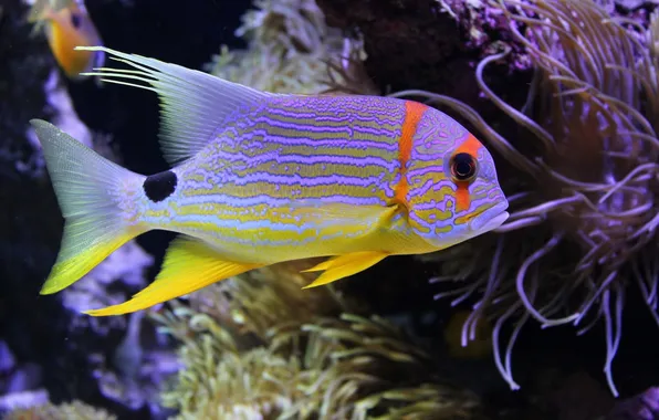 Картинка море, подводный мир, underwater, sea, coral, коралловые, Beautiful fish, Красивые рыбы