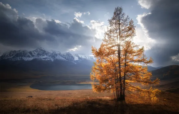 Осень, горы, лиственница