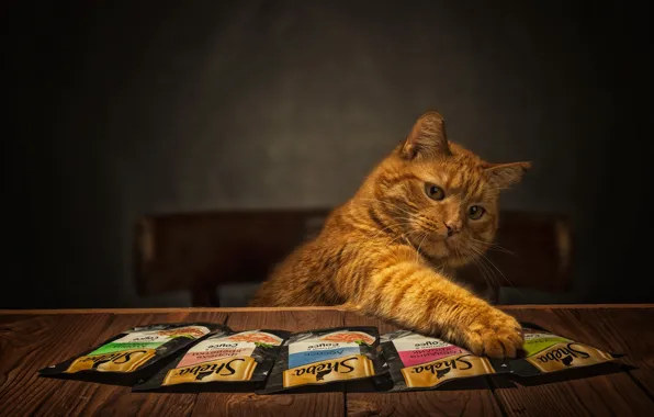 Кошка, кот, взгляд, поза, стол, рыжий, стул, мордашка