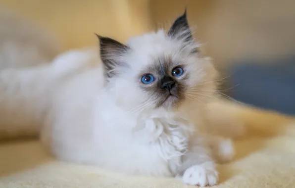 Кошка, белый, взгляд, поза, котенок, портрет, малыш, мордочка