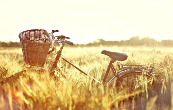 Картинка пшеница, поле, солнце, природа, велосипед, фон, обои, корзина