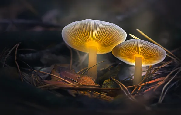 Картинка осень, макро, свет, природа, листва, грибы, обработка, пара